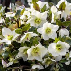 5023242999777 1 Helleborus HGC Ice N Roses Milla Marble.jpg